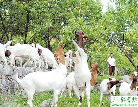 羊養殖的市場前景