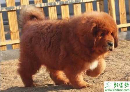 藏獒養(yǎng)殖的市場(chǎng)前景