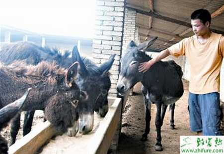驢養(yǎng)殖的市場前景