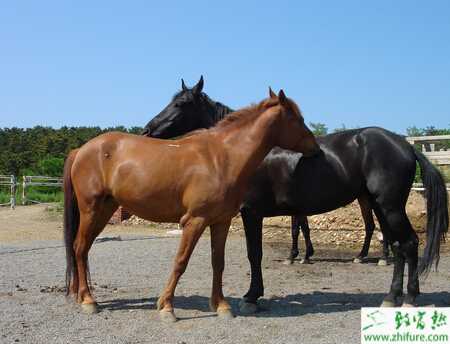 馬養殖的市場前景