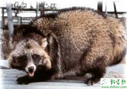 貉子養殖的市場前景