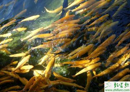 虹鱒魚(yú)養(yǎng)殖的市場(chǎng)前景