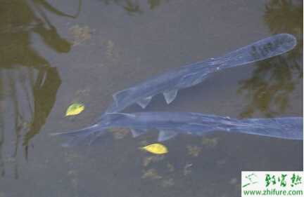 鴨嘴魚養殖的市場前景