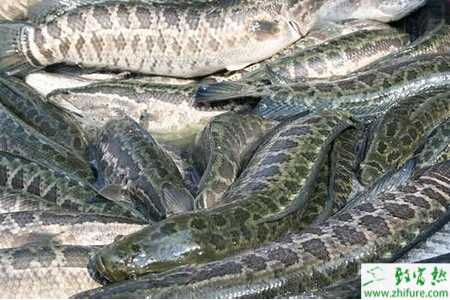 黑魚養殖的市場前景