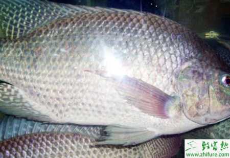 羅非魚養殖的市場前景