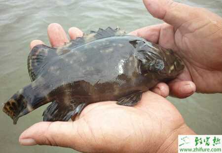 石斑魚養(yǎng)殖的市場前景