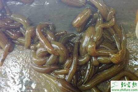 水蛭養殖的市場前景