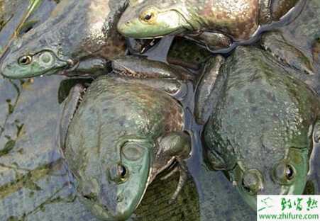 牛蛙養(yǎng)殖的市場(chǎng)前景