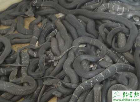 蛇養殖的市場前景