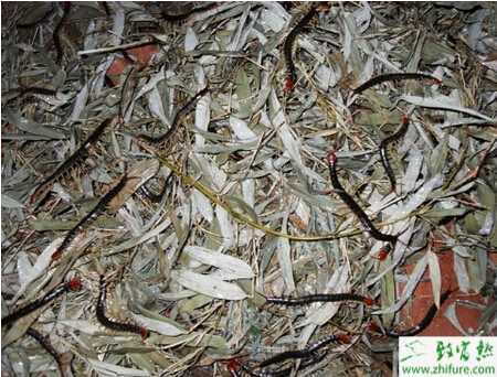 蜈蚣養殖的市場前景