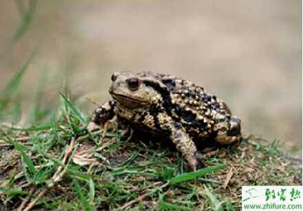 蟾蜍養殖的市場前景