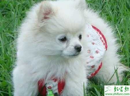 寵物狗養殖的市場前景