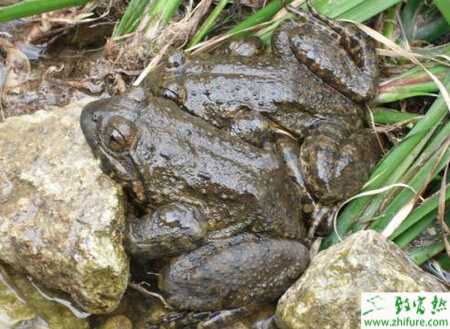 石蛙養殖的市場前景