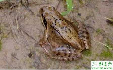 林蛙養殖的市場前景