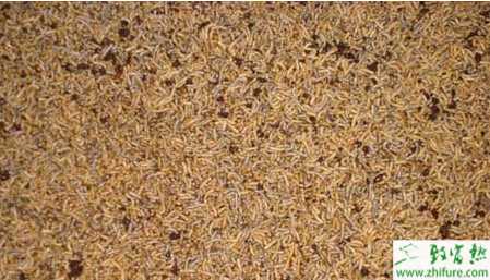 蠅蛆養(yǎng)殖的市場前景