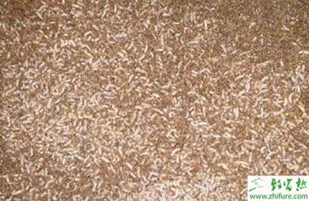 養(yǎng)蠅蛆的利潤