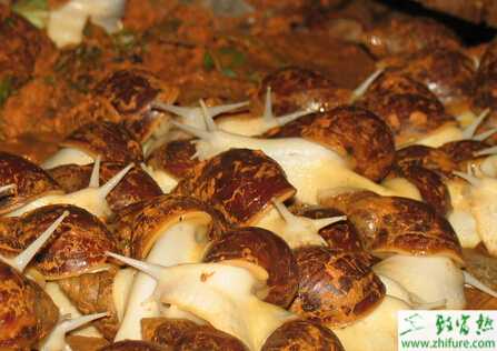 蝸牛養(yǎng)殖的市場前景