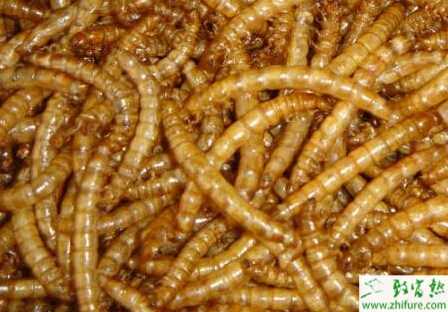 黃粉蟲養殖的市場前景