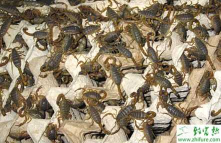 蝎子養殖的市場前景