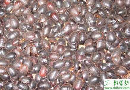 土元養殖的市場前景