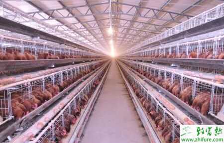 輕松教你養(yǎng)雞場如何建設和設計