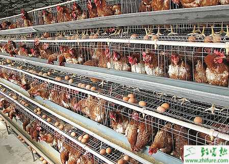 養雞場場地選擇需要注意的方面