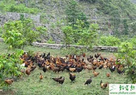 山區如何放牧飼養土雞技術