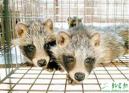 養殖貉子的飼養管理基礎知識