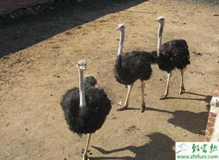 養(yǎng)殖鴕鳥的四大管理要點(diǎn)