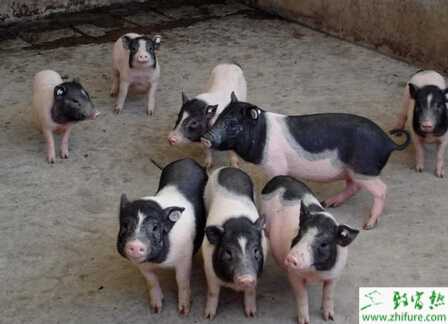 養殖純種香豬的經驗