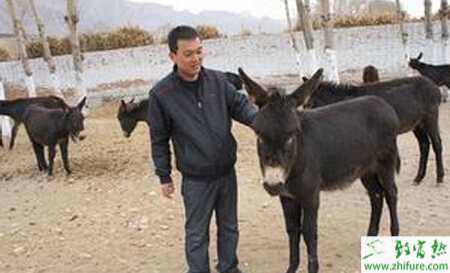 養殖驢的種公驢的配種與飼養經驗