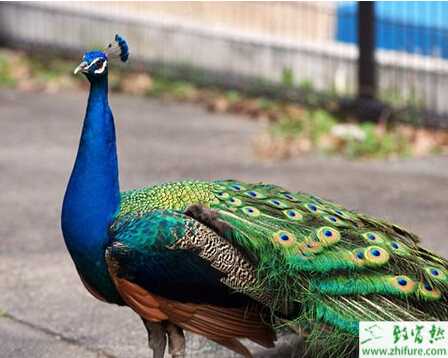 養殖藍孔雀配種技術