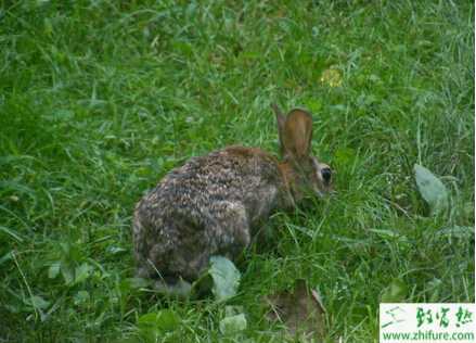 種公野兔的飼養(yǎng)管理經(jīng)驗(yàn)