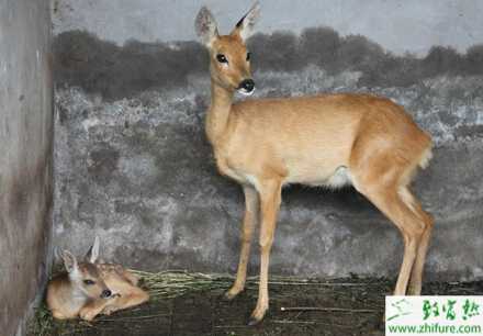 庭院養殖狍子經驗
