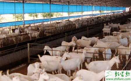 養(yǎng)殖巴美肉羊的經(jīng)驗