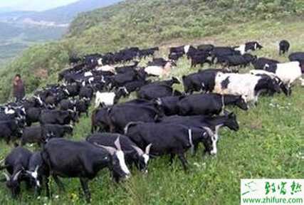 養殖絨山羊冬羔護理經驗