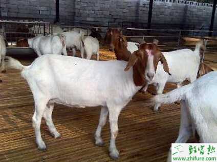 養(yǎng)殖波爾山羊提高其繁殖力的主要措施