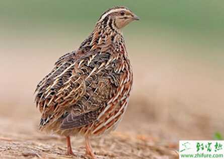 養殖鵪鶉苗需要注意的問題