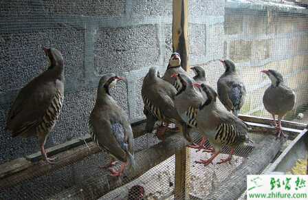 養殖鷓鴣如何購種