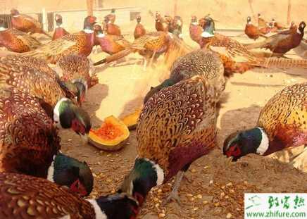 養殖野雞什么樣的環境合適?