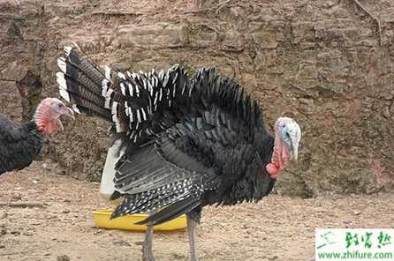 養(yǎng)殖火雞如何提高其產(chǎn)蛋量