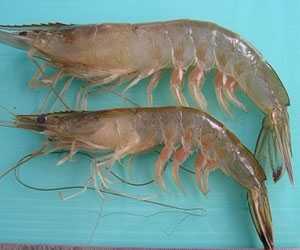 南美白對蝦養(yǎng)殖