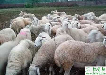 養殖小尾寒羊的管理技術