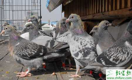 養殖信鴿童鴿期的飼養管理技術