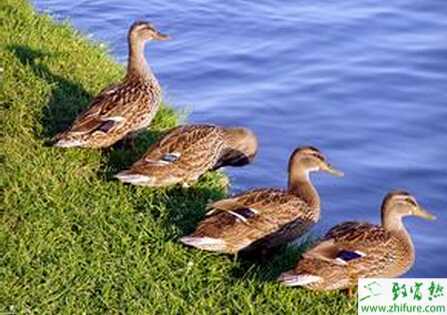 養殖野鴨的技術
