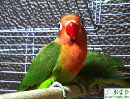 養(yǎng)殖鸚鵡熱病的防治技術(shù)