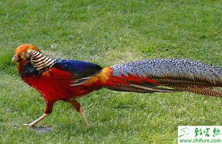 人工如何飼養錦雞