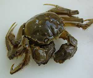 河蟹