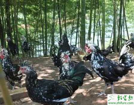 養(yǎng)殖貴妃雞的飼養(yǎng)要點