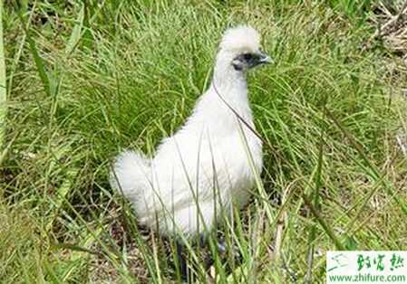 養殖烏雞飼養管理技術要點